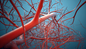 Blodåre - Osteopati - OsteoDanmark