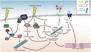 Blodsukkerregulering og træning
